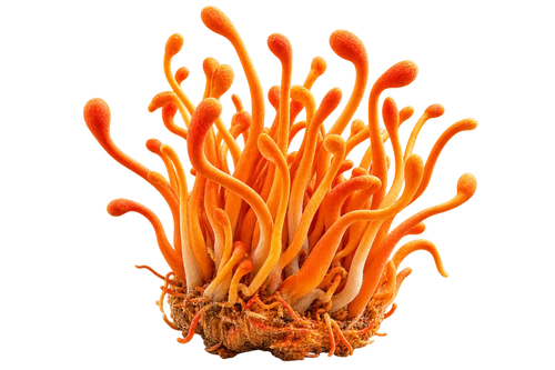 Cordyceps Militaris