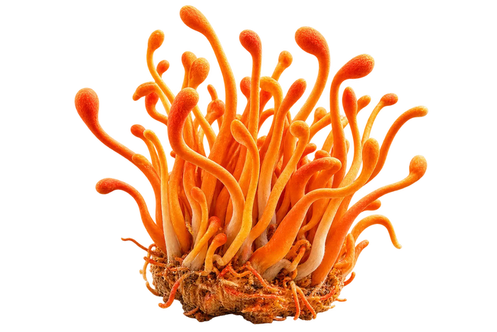 Cordyceps