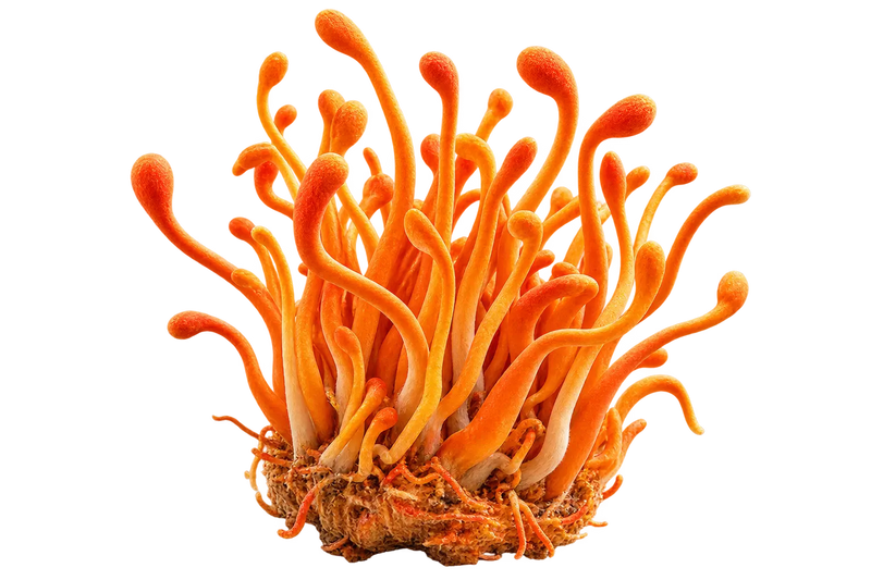 Cordyceps