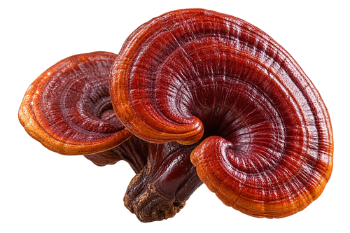 REISHI