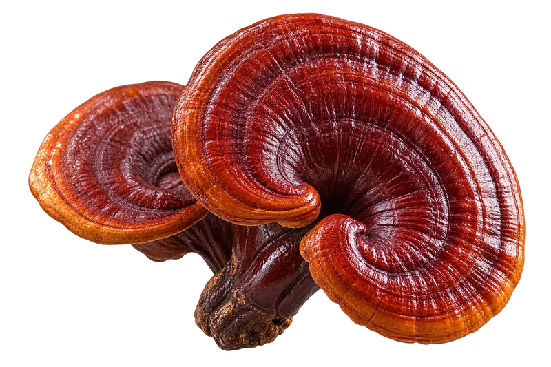 Reishi