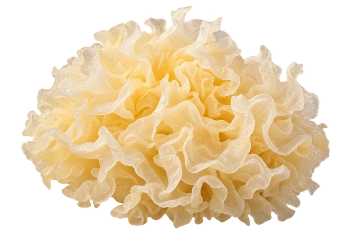 Tremella