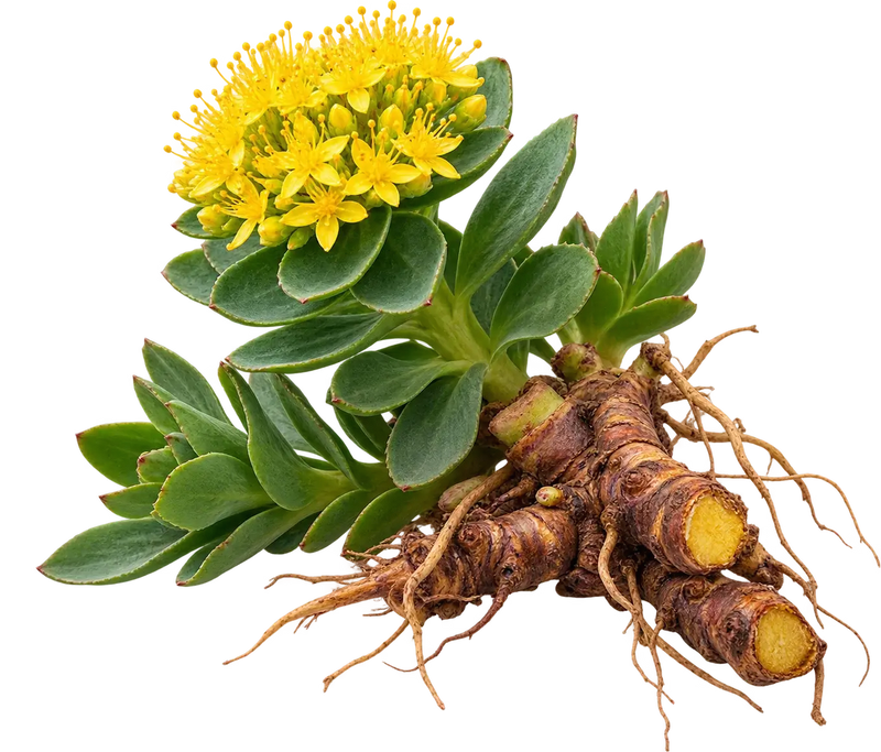 Rhodiola